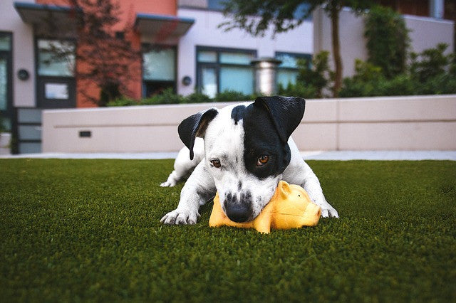 Chew Toy