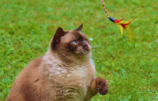 Feather String Toy